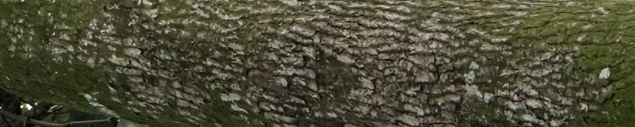 Textura d'escorça d'arbre amb molsa i líquens